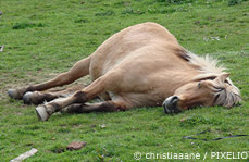 Schlafendes Pferd