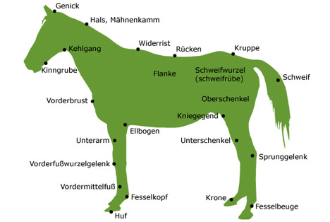 Hoden pferde Kastration: Auf