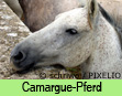 Camargue-Pferd