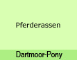 Dartmoor-Pony