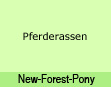 New-Forest-Pony