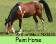 Paint Horse