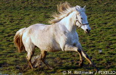 Lusitano