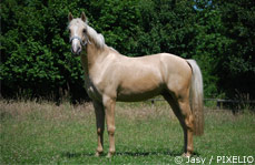 Palomino