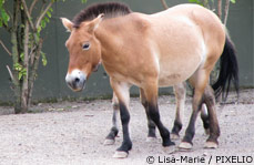 Przewalski