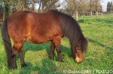 Shetlandpony