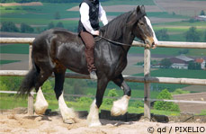 Shire Horse