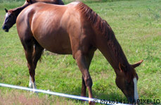 Trakehner